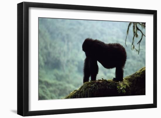 Mountain Gorilla-Adrian Warren-Framed Photographic Print