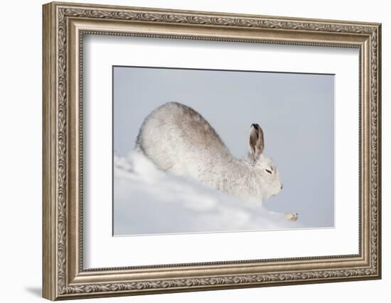 Mountain hare in winter coat stretching, Scotland, UK-Mark Hamblin-Framed Photographic Print