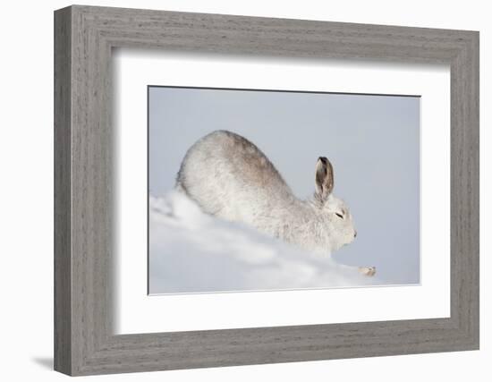 Mountain hare in winter coat stretching, Scotland, UK-Mark Hamblin-Framed Photographic Print