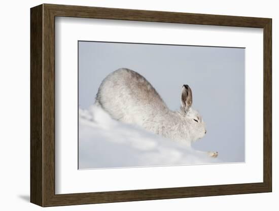 Mountain hare in winter coat stretching, Scotland, UK-Mark Hamblin-Framed Photographic Print