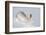 Mountain hare in winter coat stretching, Scotland, UK-Mark Hamblin-Framed Photographic Print