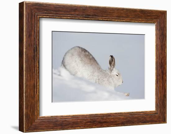 Mountain hare in winter coat stretching, Scotland, UK-Mark Hamblin-Framed Photographic Print