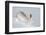 Mountain hare in winter coat stretching, Scotland, UK-Mark Hamblin-Framed Photographic Print