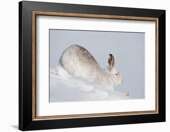 Mountain hare in winter coat stretching, Scotland, UK-Mark Hamblin-Framed Photographic Print