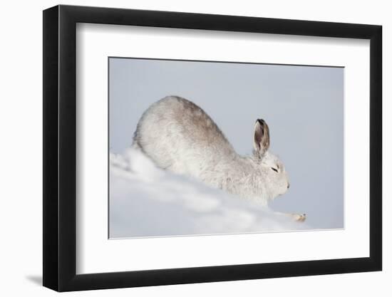 Mountain hare in winter coat stretching, Scotland, UK-Mark Hamblin-Framed Photographic Print