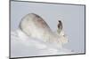 Mountain hare in winter coat stretching, Scotland, UK-Mark Hamblin-Mounted Photographic Print