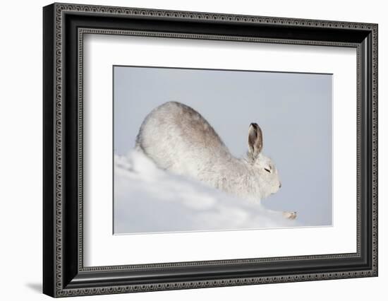 Mountain hare in winter coat stretching, Scotland, UK-Mark Hamblin-Framed Photographic Print