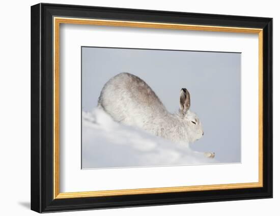 Mountain hare in winter coat stretching, Scotland, UK-Mark Hamblin-Framed Photographic Print