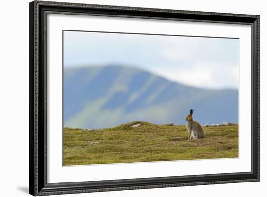 Mountain Hare (Lepus Timidus) Against Mountains. Cairngorms National Park, Scotland, July-Fergus Gill-Framed Photographic Print