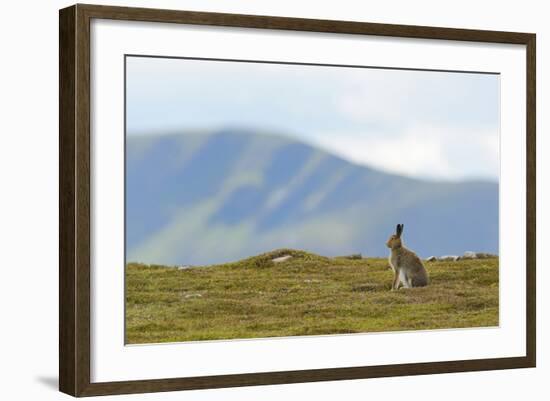 Mountain Hare (Lepus Timidus) Against Mountains. Cairngorms National Park, Scotland, July-Fergus Gill-Framed Photographic Print