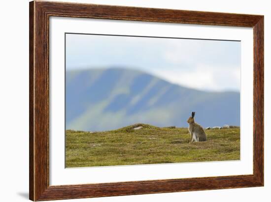 Mountain Hare (Lepus Timidus) Against Mountains. Cairngorms National Park, Scotland, July-Fergus Gill-Framed Photographic Print