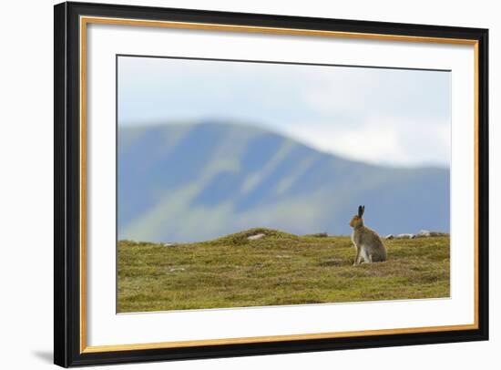 Mountain Hare (Lepus Timidus) Against Mountains. Cairngorms National Park, Scotland, July-Fergus Gill-Framed Photographic Print