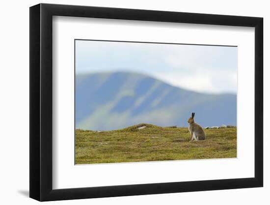 Mountain Hare (Lepus Timidus) Against Mountains. Cairngorms National Park, Scotland, July-Fergus Gill-Framed Photographic Print