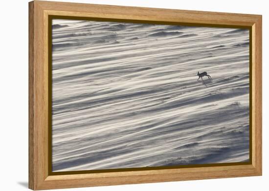 Mountain Hare (Lepus Timidus) in Winter Coat Running across a Snow Field, Scotland, UK-Mark Hamblin-Framed Premier Image Canvas