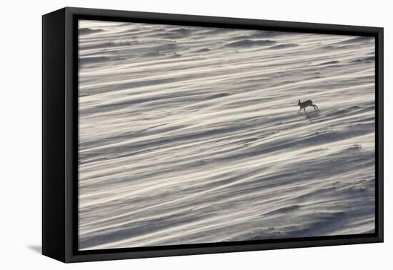 Mountain Hare (Lepus Timidus) in Winter Coat Running across a Snow Field, Scotland, UK-Mark Hamblin-Framed Premier Image Canvas