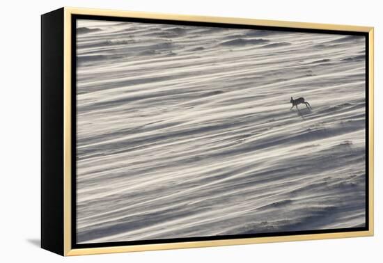 Mountain Hare (Lepus Timidus) in Winter Coat Running across a Snow Field, Scotland, UK-Mark Hamblin-Framed Premier Image Canvas