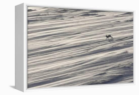 Mountain Hare (Lepus Timidus) in Winter Coat Running across a Snow Field, Scotland, UK-Mark Hamblin-Framed Premier Image Canvas