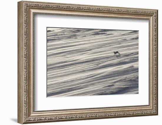 Mountain Hare (Lepus Timidus) in Winter Coat Running across a Snow Field, Scotland, UK-Mark Hamblin-Framed Photographic Print