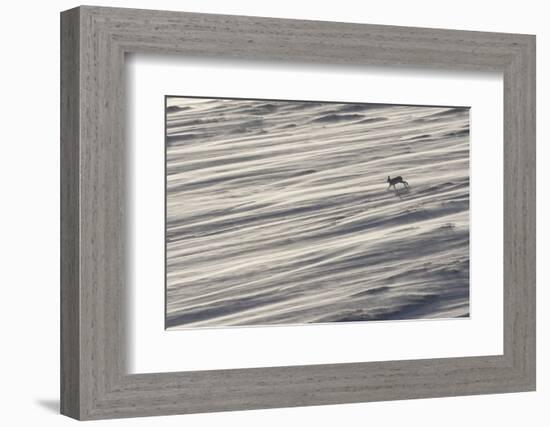 Mountain Hare (Lepus Timidus) in Winter Coat Running across a Snow Field, Scotland, UK-Mark Hamblin-Framed Photographic Print