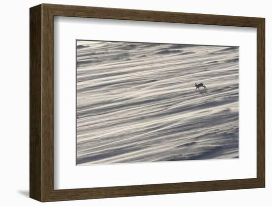 Mountain Hare (Lepus Timidus) in Winter Coat Running across a Snow Field, Scotland, UK-Mark Hamblin-Framed Photographic Print