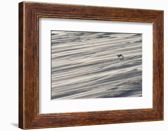 Mountain Hare (Lepus Timidus) in Winter Coat Running across a Snow Field, Scotland, UK-Mark Hamblin-Framed Photographic Print