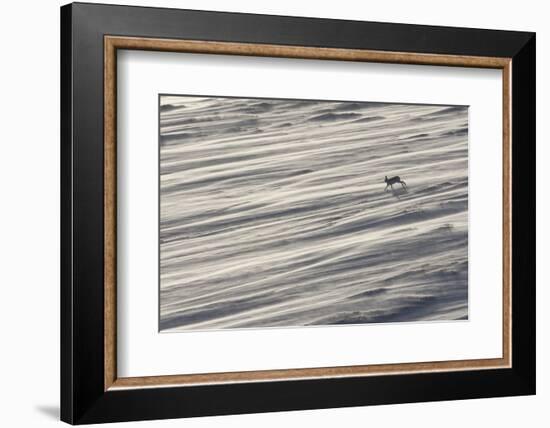 Mountain Hare (Lepus Timidus) in Winter Coat Running across a Snow Field, Scotland, UK-Mark Hamblin-Framed Photographic Print