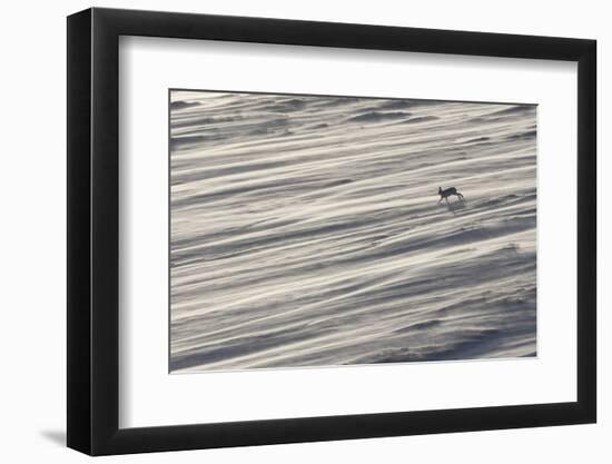 Mountain Hare (Lepus Timidus) in Winter Coat Running across a Snow Field, Scotland, UK-Mark Hamblin-Framed Photographic Print