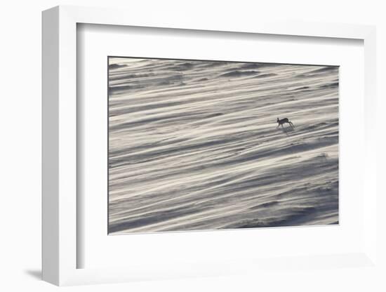 Mountain Hare (Lepus Timidus) in Winter Coat Running across a Snow Field, Scotland, UK-Mark Hamblin-Framed Photographic Print