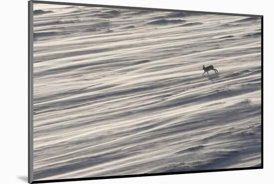 Mountain Hare (Lepus Timidus) in Winter Coat Running across a Snow Field, Scotland, UK-Mark Hamblin-Mounted Photographic Print