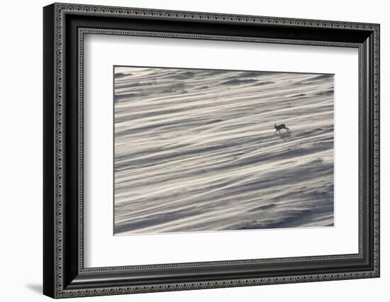 Mountain Hare (Lepus Timidus) in Winter Coat Running across a Snow Field, Scotland, UK-Mark Hamblin-Framed Photographic Print