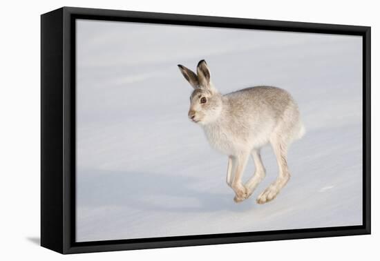 Mountain Hare (Lepus Timidus) in Winter Coat, Running across Snow, Scotland, UK, February-Mark Hamblin-Framed Premier Image Canvas