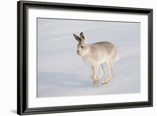 Mountain Hare (Lepus Timidus) in Winter Coat, Running across Snow, Scotland, UK, February-Mark Hamblin-Framed Photographic Print