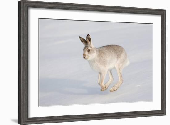 Mountain Hare (Lepus Timidus) in Winter Coat, Running across Snow, Scotland, UK, February-Mark Hamblin-Framed Photographic Print