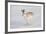 Mountain Hare (Lepus Timidus) in Winter Coat, Running across Snow, Scotland, UK, February-Mark Hamblin-Framed Photographic Print