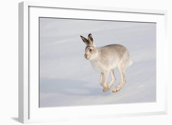 Mountain Hare (Lepus Timidus) in Winter Coat, Running across Snow, Scotland, UK, February-Mark Hamblin-Framed Photographic Print