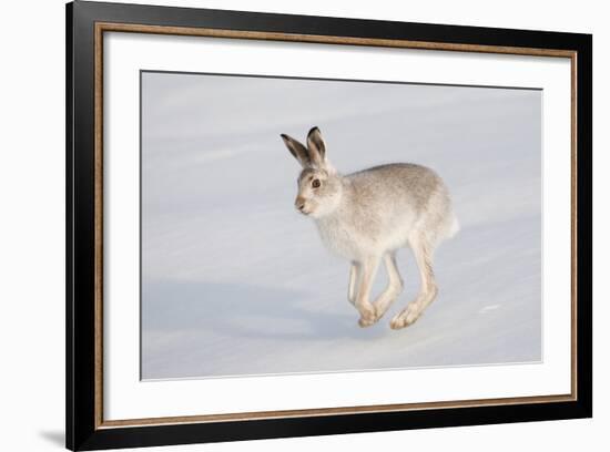 Mountain Hare (Lepus Timidus) in Winter Coat, Running across Snow, Scotland, UK, February-Mark Hamblin-Framed Photographic Print