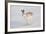 Mountain Hare (Lepus Timidus) in Winter Coat, Running across Snow, Scotland, UK, February-Mark Hamblin-Framed Photographic Print