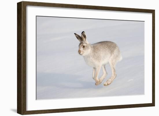 Mountain Hare (Lepus Timidus) in Winter Coat, Running across Snow, Scotland, UK, February-Mark Hamblin-Framed Photographic Print