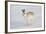 Mountain Hare (Lepus Timidus) in Winter Coat, Running across Snow, Scotland, UK, February-Mark Hamblin-Framed Photographic Print