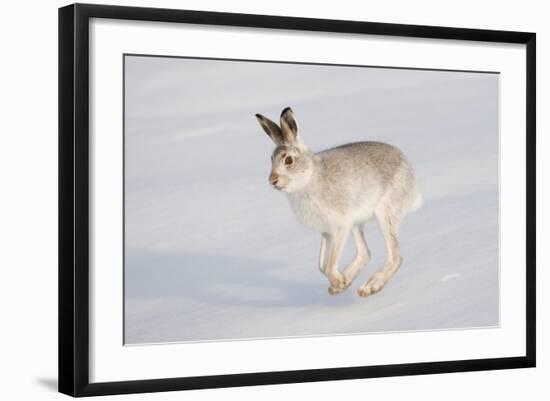 Mountain Hare (Lepus Timidus) in Winter Coat, Running across Snow, Scotland, UK, February-Mark Hamblin-Framed Photographic Print