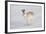 Mountain Hare (Lepus Timidus) in Winter Coat, Running across Snow, Scotland, UK, February-Mark Hamblin-Framed Photographic Print