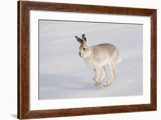 Mountain Hare (Lepus Timidus) in Winter Coat, Running across Snow, Scotland, UK, February-Mark Hamblin-Framed Photographic Print