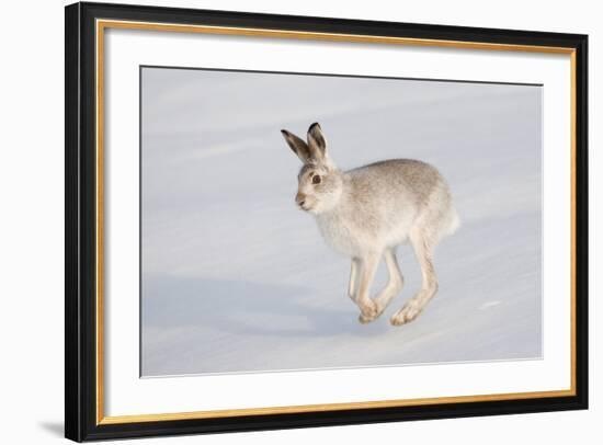 Mountain Hare (Lepus Timidus) in Winter Coat, Running across Snow, Scotland, UK, February-Mark Hamblin-Framed Photographic Print