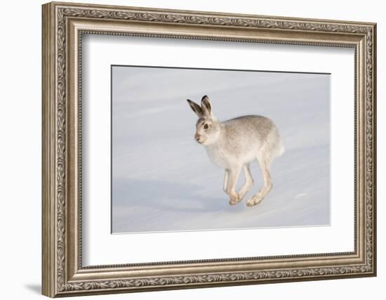 Mountain Hare (Lepus Timidus) in Winter Coat, Running across Snow, Scotland, UK, February-Mark Hamblin-Framed Photographic Print