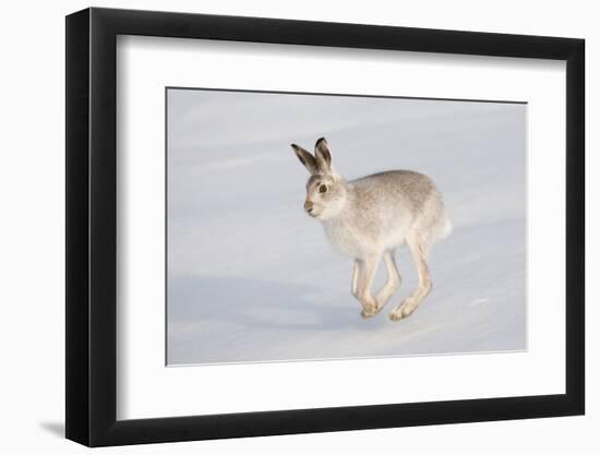 Mountain Hare (Lepus Timidus) in Winter Coat, Running across Snow, Scotland, UK, February-Mark Hamblin-Framed Photographic Print