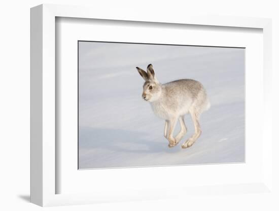 Mountain Hare (Lepus Timidus) in Winter Coat, Running across Snow, Scotland, UK, February-Mark Hamblin-Framed Photographic Print