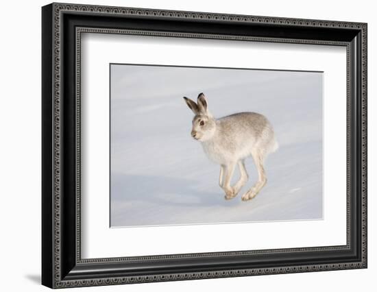 Mountain Hare (Lepus Timidus) in Winter Coat, Running across Snow, Scotland, UK, February-Mark Hamblin-Framed Photographic Print