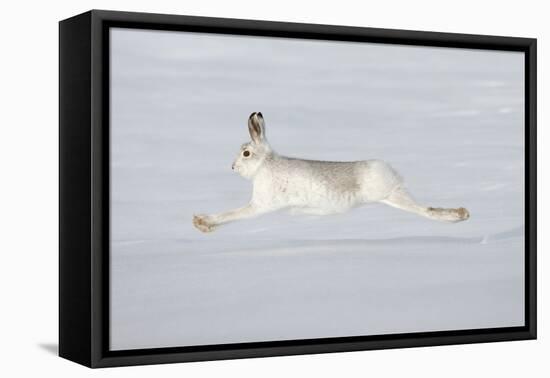 Mountain Hare (Lepus Timidus) in Winter Coat Running across Snow, Stretched at Full Length, UK-Mark Hamblin-Framed Premier Image Canvas