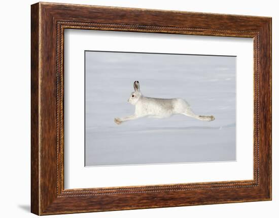 Mountain Hare (Lepus Timidus) in Winter Coat Running across Snow, Stretched at Full Length, UK-Mark Hamblin-Framed Photographic Print
