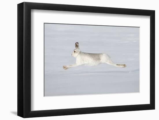 Mountain Hare (Lepus Timidus) in Winter Coat Running across Snow, Stretched at Full Length, UK-Mark Hamblin-Framed Photographic Print